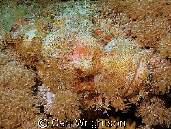 Scorpion Fish using an Olympus SP-350 with a Sea&Sea YS-2... by Carl Wrightson 